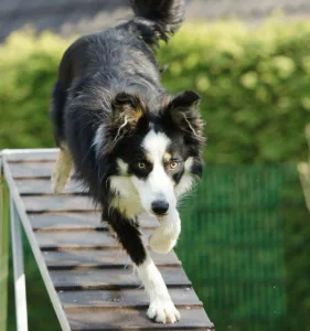 dogs behavior training