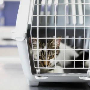 airline approved pet carrier