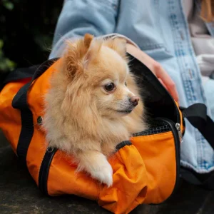 international pet travel carriers & other items for small and large animals