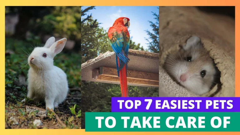 TOP 7 EASIEST PETS TO TAKE CARE OF