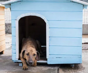 casas para perros personalizadas