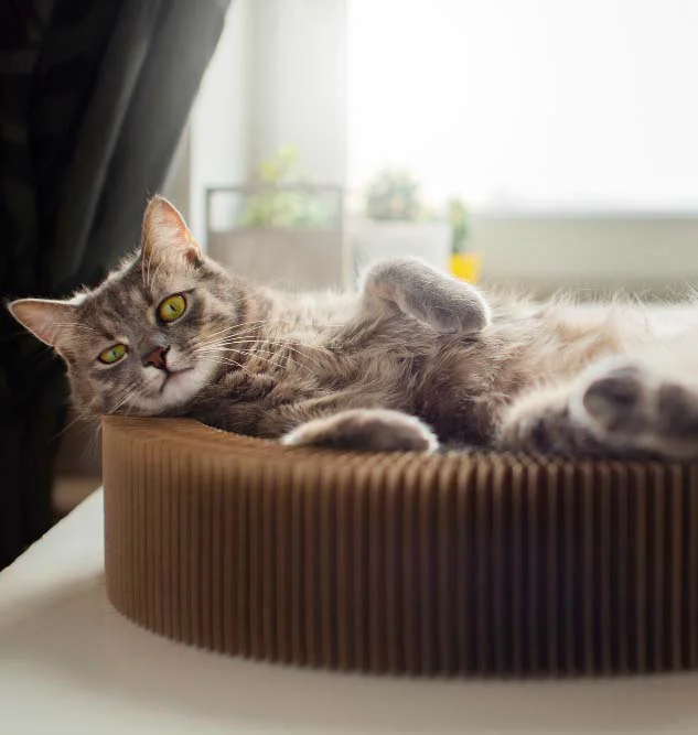 unique cat beds