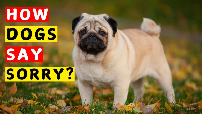 how do dogs apologize
