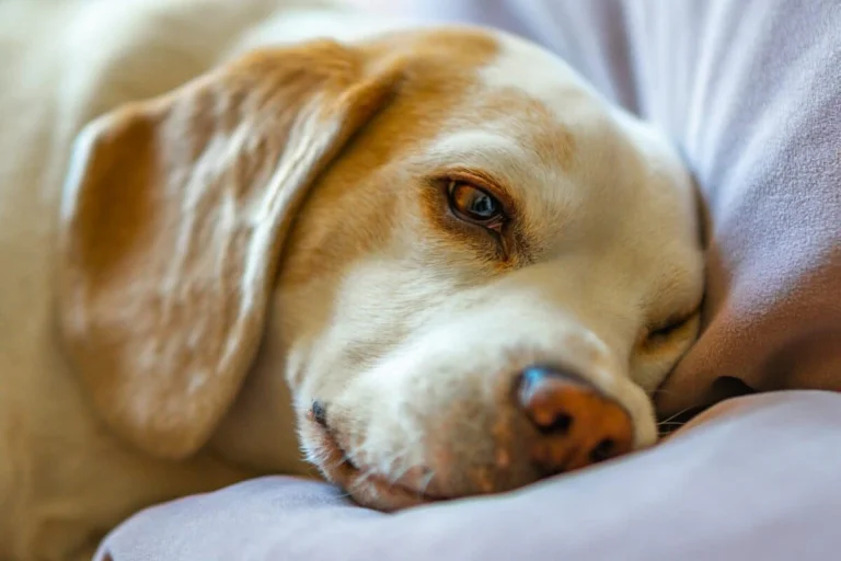 dog with sleep in eye