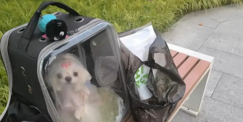 What are red flags in a dog breeder