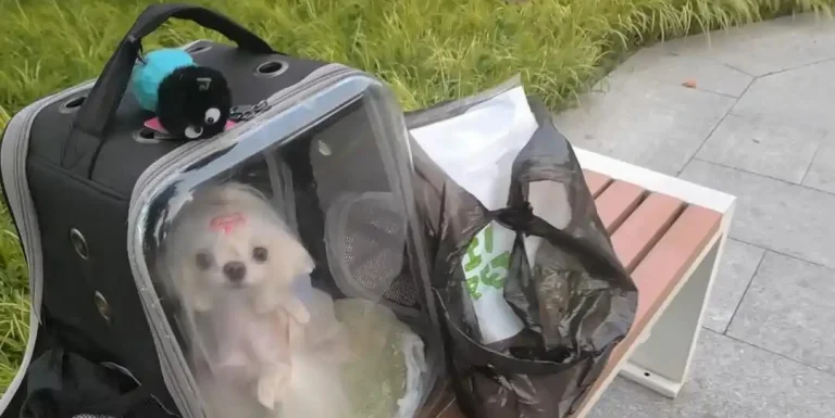 What are red flags in a dog breeder