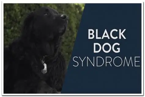 What is the black dog syndrome