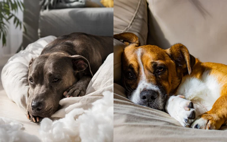 Do dogs feel lonely without another dog