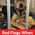 What are red flags when adopting a dog