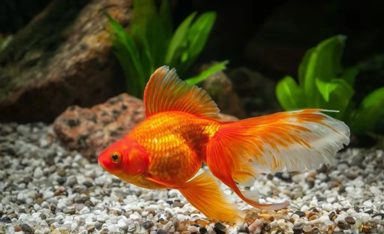 What is the cheapest animal to raise for profit