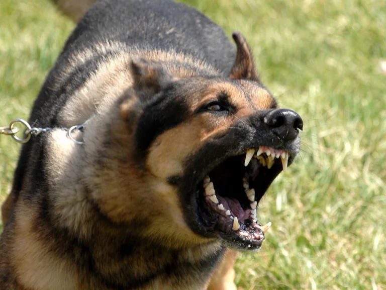 What is the #1 most aggressive dog